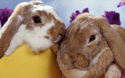 Easter holiday arrangements